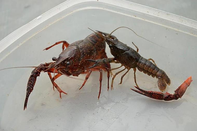 Se puede pescar cangrejo rojo de las marismas y cangrejo señal