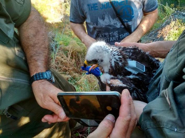 Colocando un transmisor a un águila perdicera.