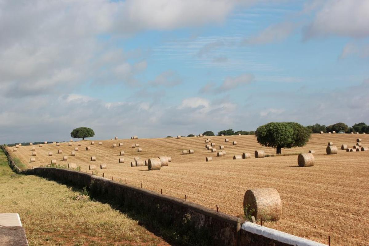 De la propia finca de Valdefresno se recoge la paja al final de cada primavera, se empaca y se guarda en el almacén para repartir después como alimento del toro para todo el año.