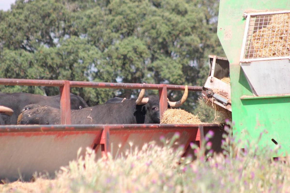 Un toro de la ganadería de José Enrique Fraile de Valdefresno come la ración de pienso, paja y forraje que se le pone diariamente.