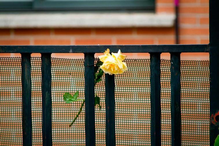 Una flor en el domicilio de la mujer asesinada en Valladolid.