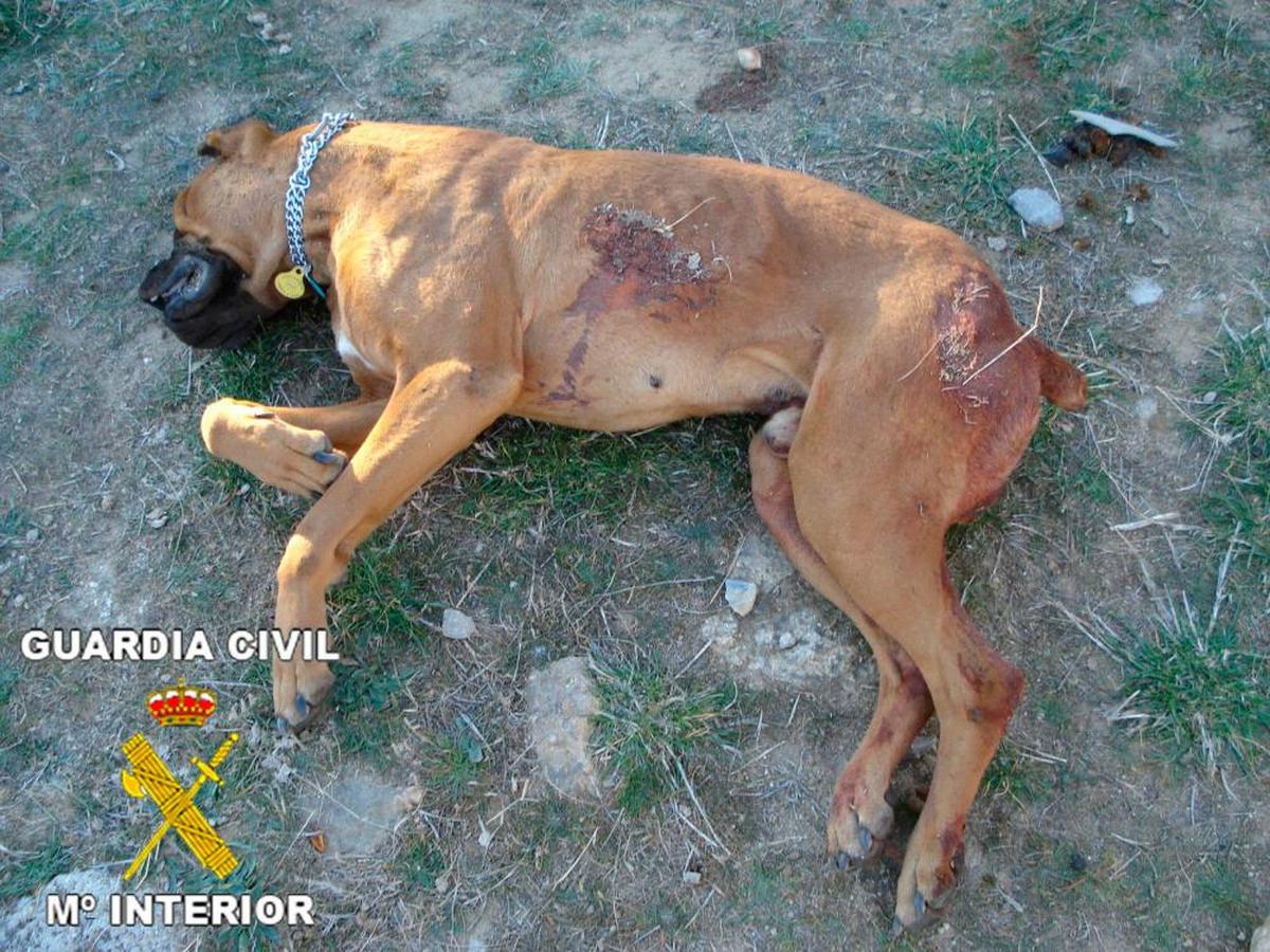 Fotografía de un perro muerto en otro presunto caso de maltrato investigado por la Guardia Civil.