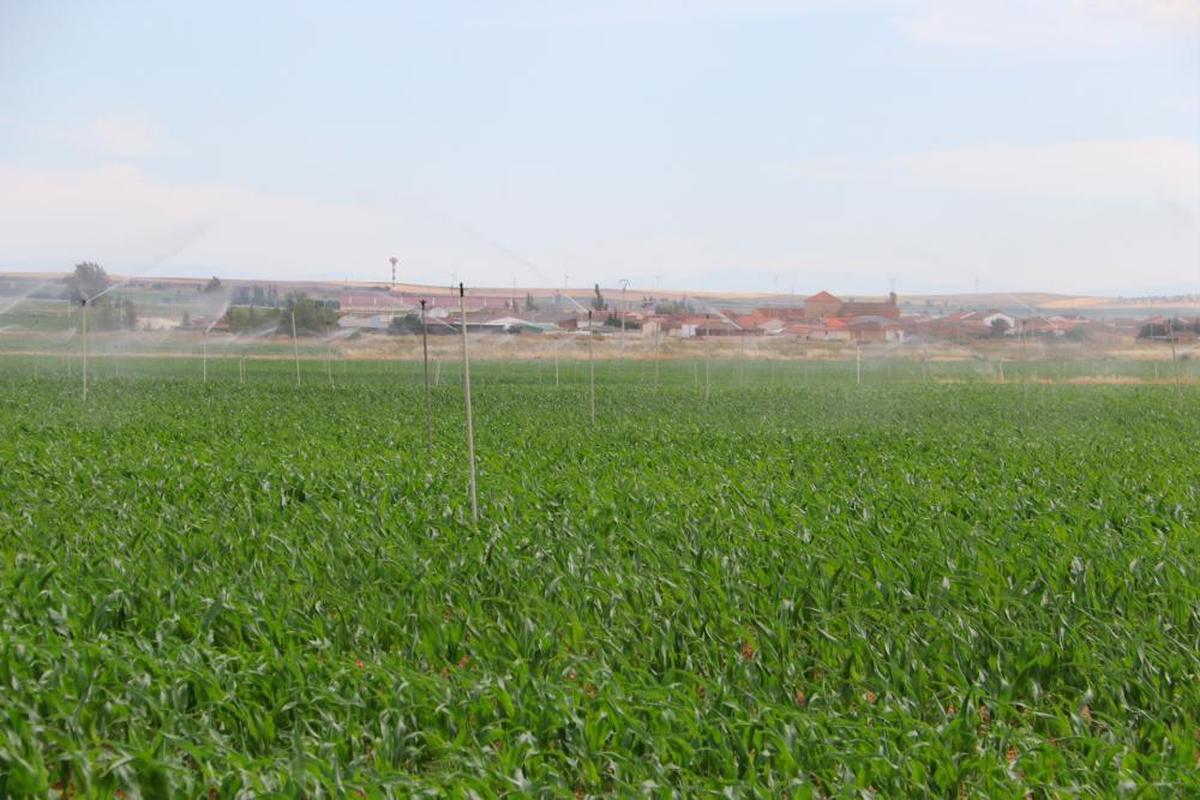 Parcela de maíz. En Salamanca hay este año 17.646,12 hectáreas del cultivo rey del regadío.