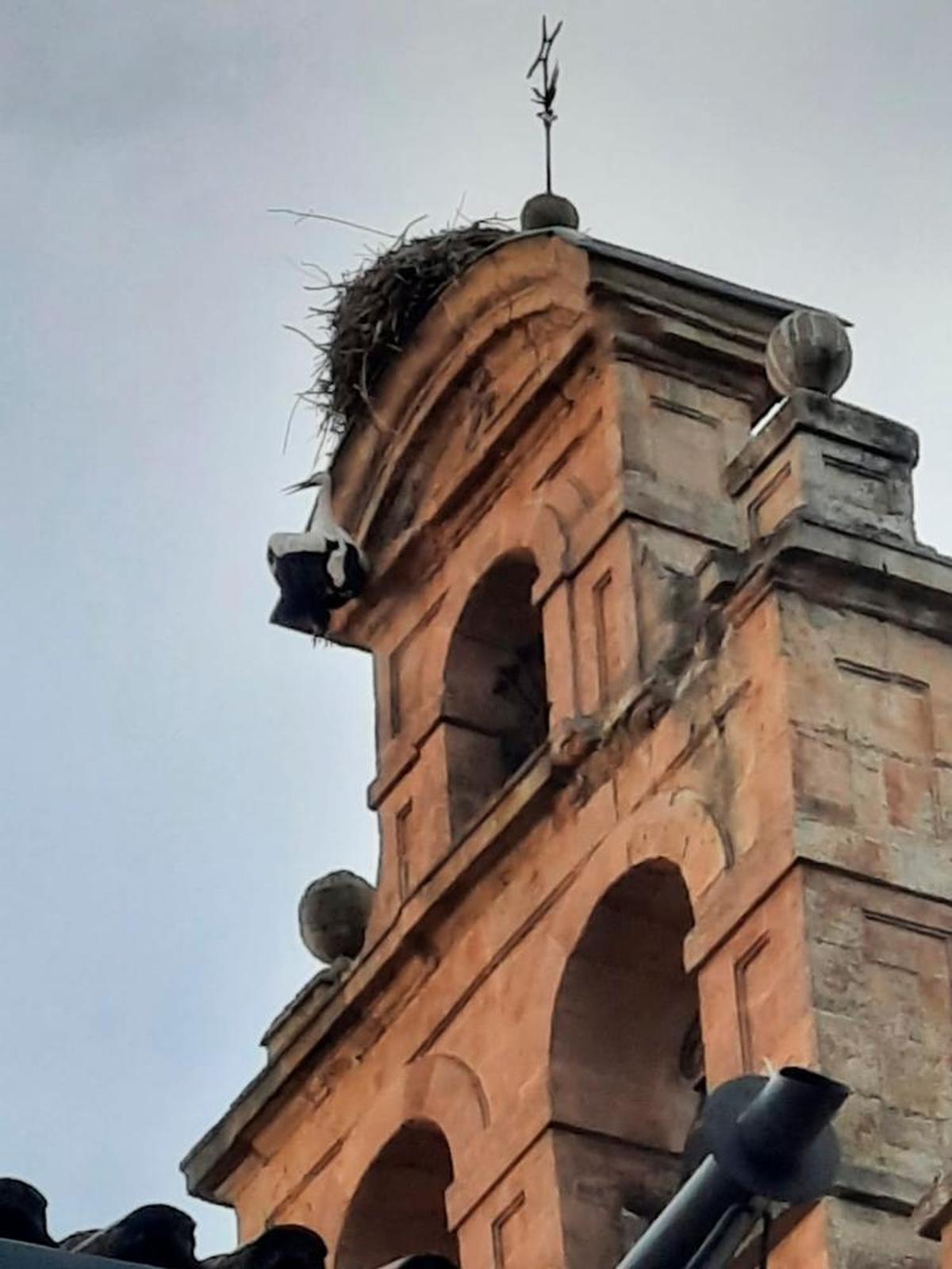 La cigüeña, ahorcada en el campanario de la iglesia de San Pablo