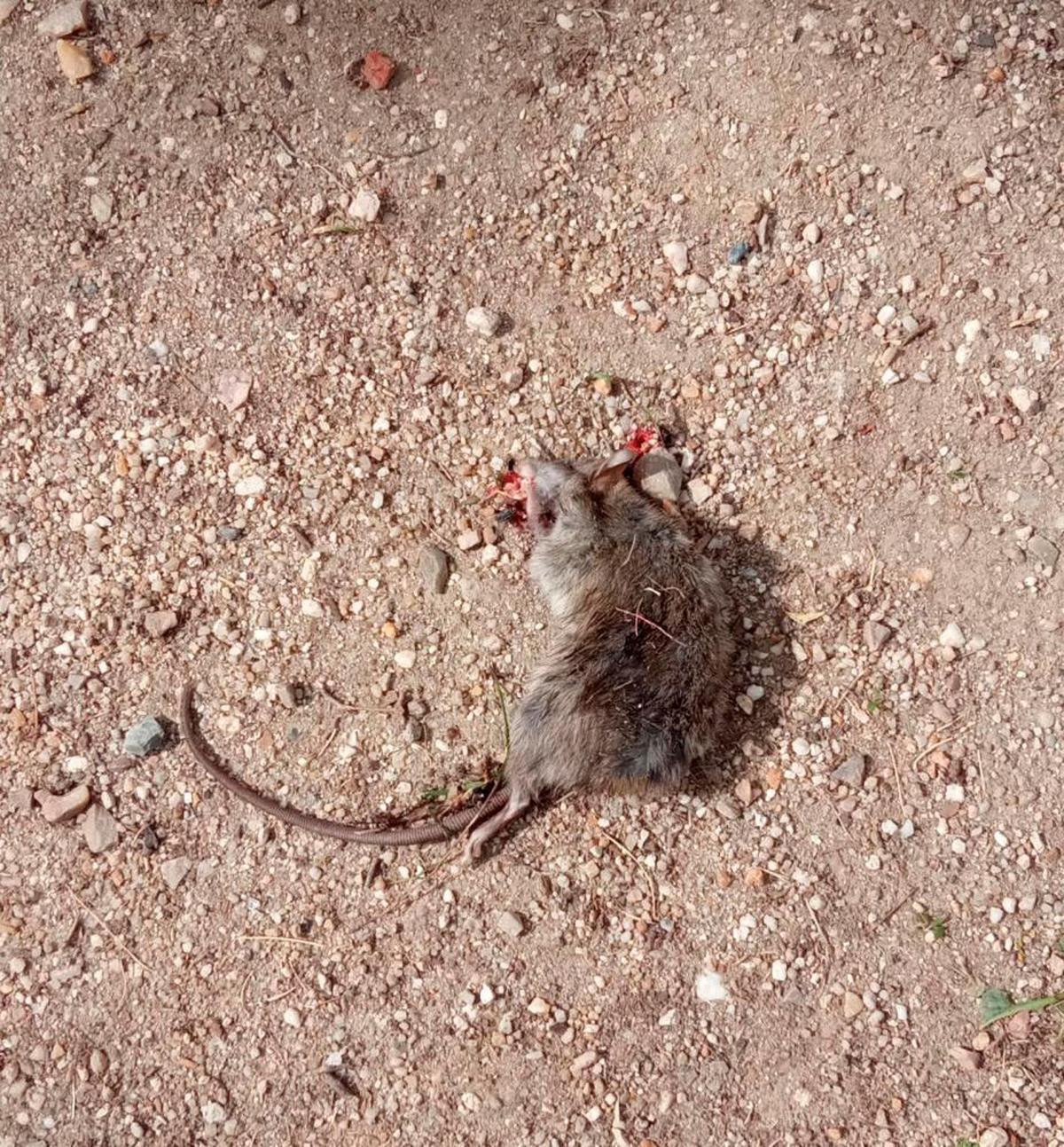 Roedor muerto en el jardín de la calle Egido.