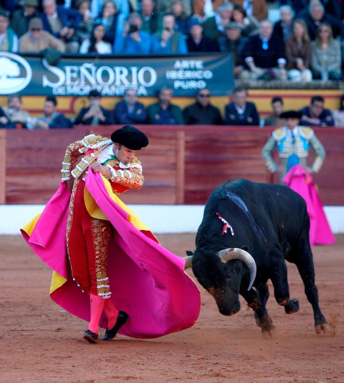 Ferrera con un Garcigrande indultado en 2020 en Olivenza.