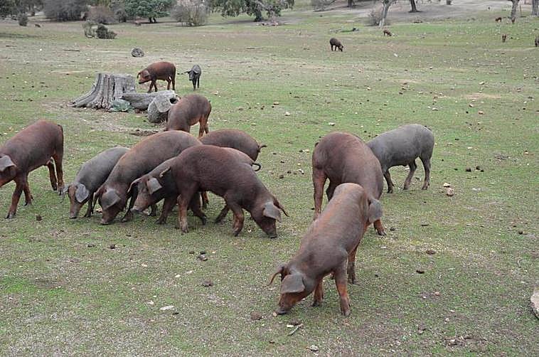 Porcino ibérico en el campo.