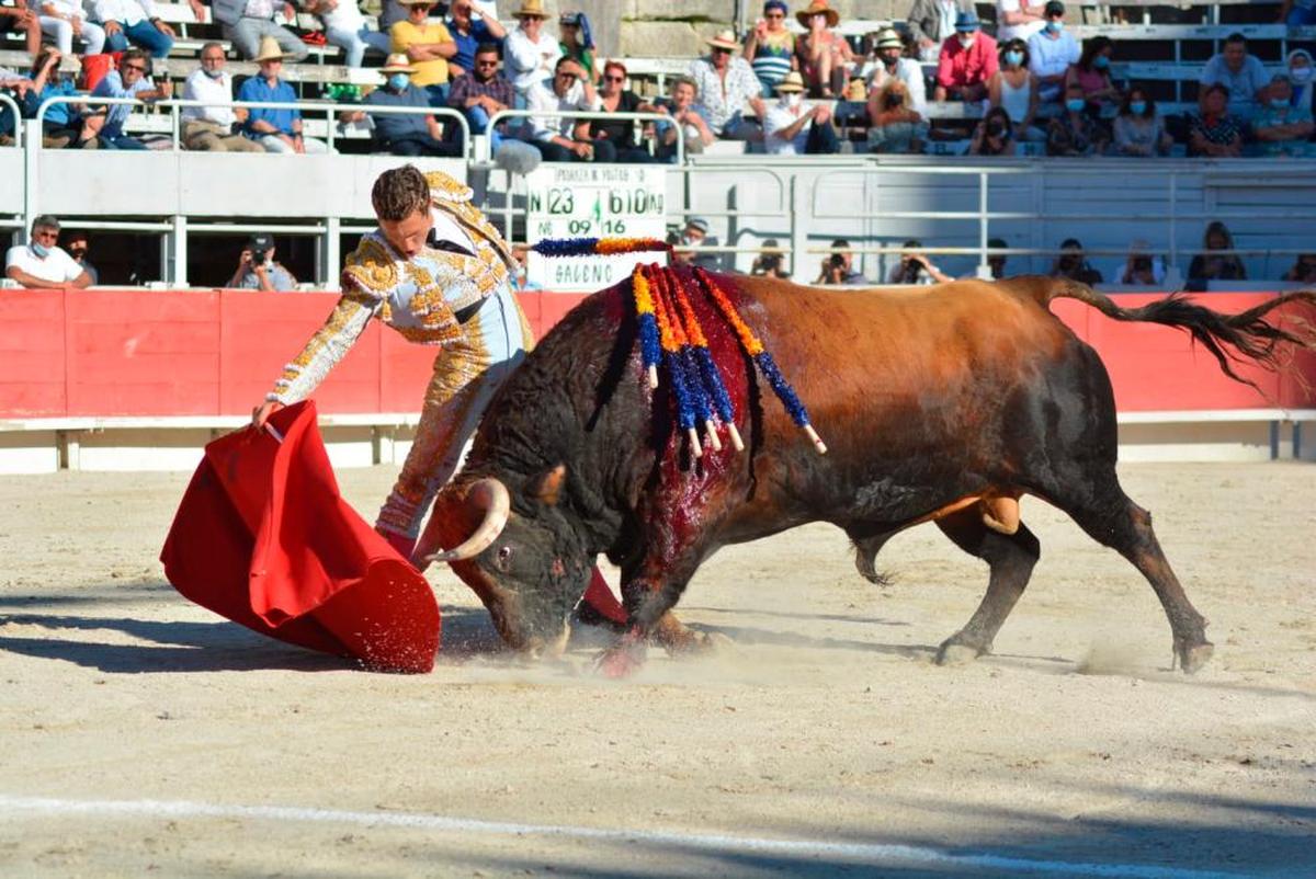 Derechazo de Adrien Salenc a un toro de la ganadería de Pedraza de Yeltes.