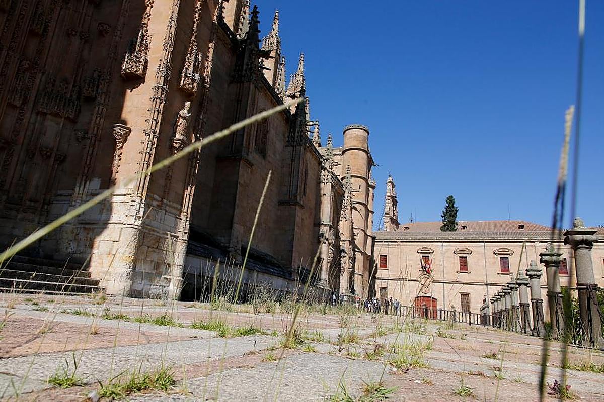 La vegetación está volviendo a crecer en la zona del atrio de la Catedral vallada por riesgo de derrumbe.