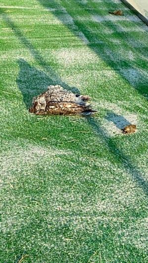 Aves muertas en las pistas, entre ellas un cárabo.