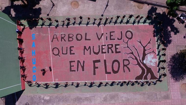 CONCURSO ‘Así somos en mi pueblo’: El Sahúgo recuerda el árbol que muere floreciendo