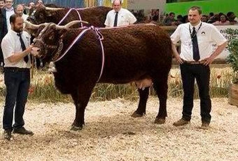 La vaca, ahora en pastos de Álava, en la última feria de París.