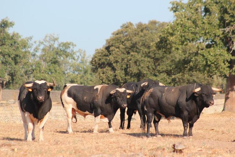 Algunos de los toros de Galache reseñados para la cita de Morante en La Glorieta.