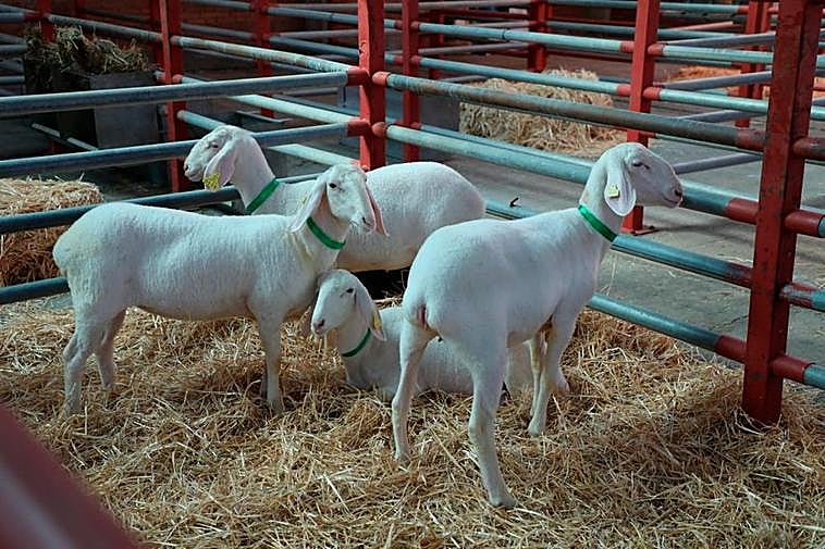 Imágenes de la mañana de este viernes en Salamaq.