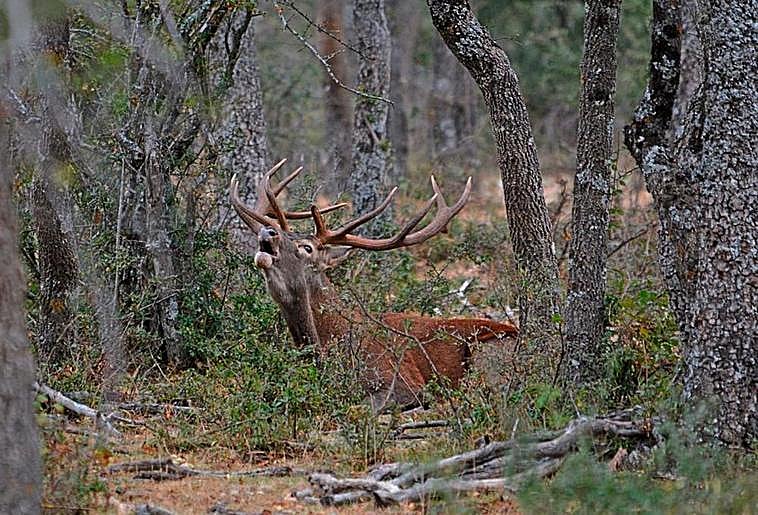 Durante la época de la berrea se podrán ver imágenes como ésta