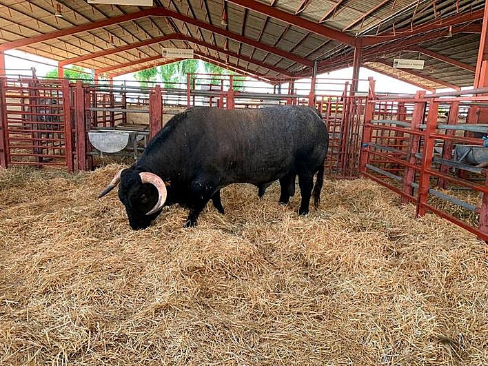 El semental fue elegido el mejor en la categoría de machos mayores de 30 meses.