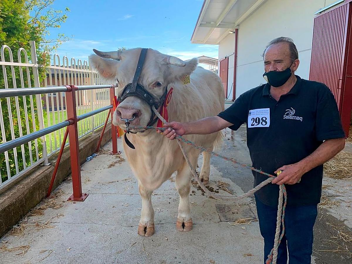 “Idílica” es la nueva campeona adulta de la raza charolesa tras hacerse con el título el pasado domingo.