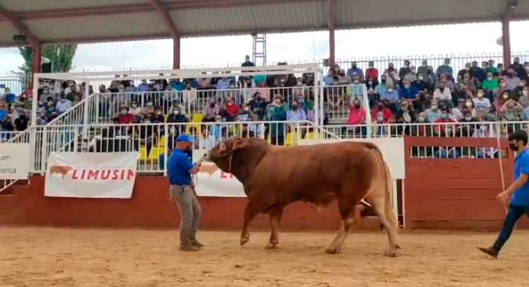 “Perdigón”, el toro limusín que alcanzó los 6.900 euros