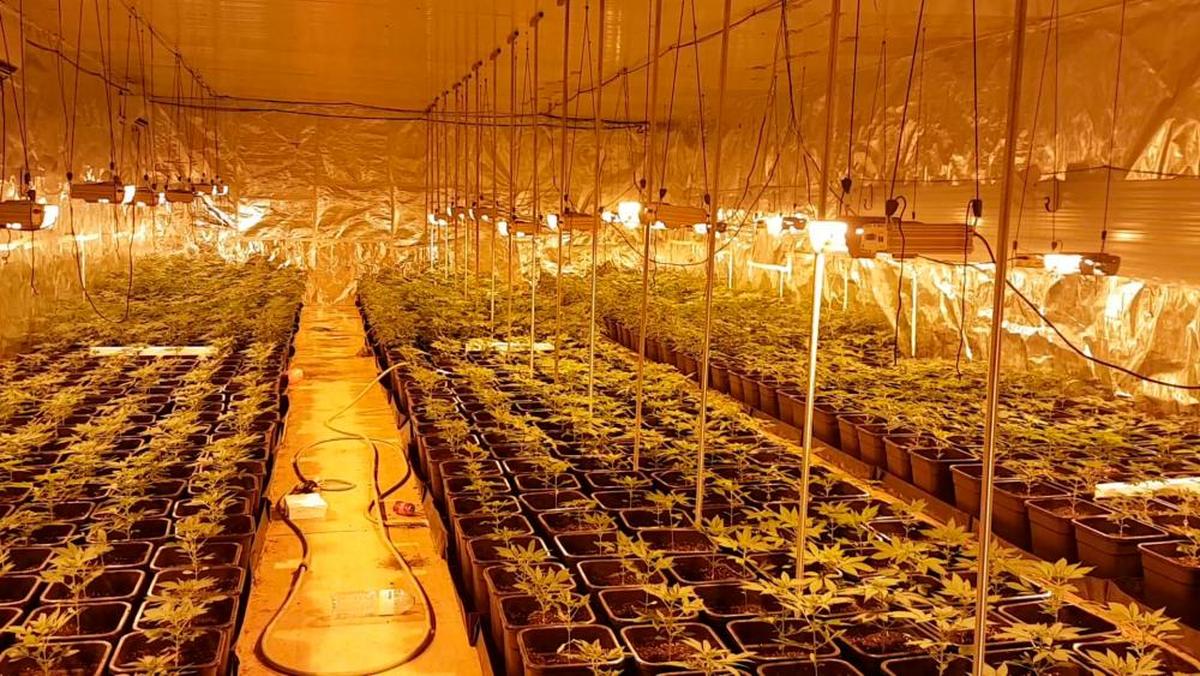 En la operación se han desmantelado 4 plantaciones de marihuana