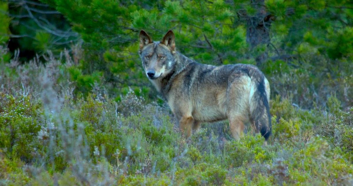 Un  lobo avistado en la Sierra de la Culebra