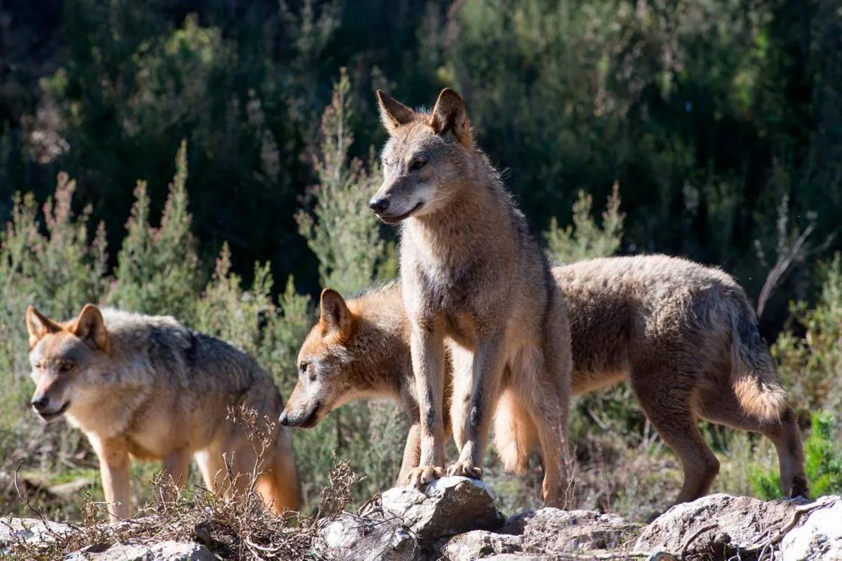 Lobos ibéricos, en Robledo de Sanabria.