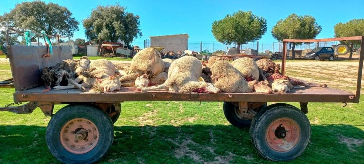 Cadáveres de las ovejas atacadas por el lobo en Villaseco de los Reyes.