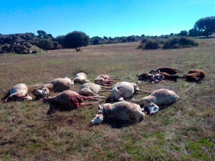 Ovejas atacadas por el lobo en Monleras.