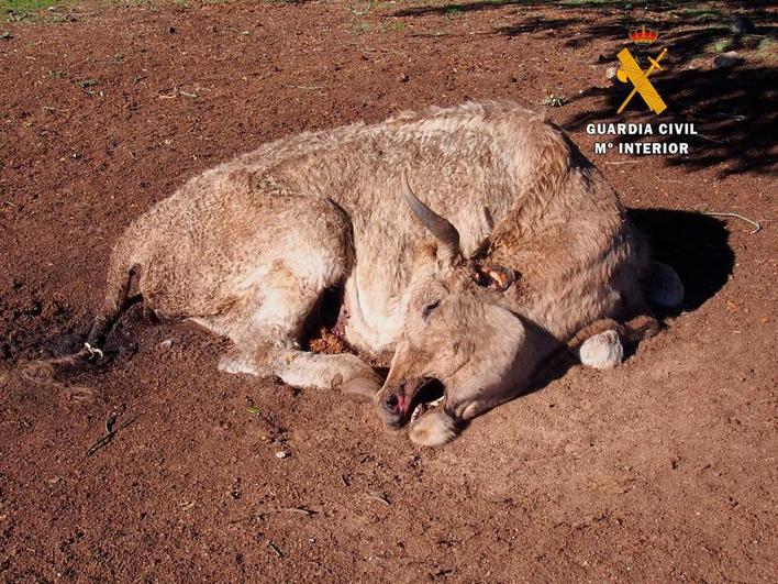 Uno de los animales hallados muertos en la explotación ganadera del acusado.