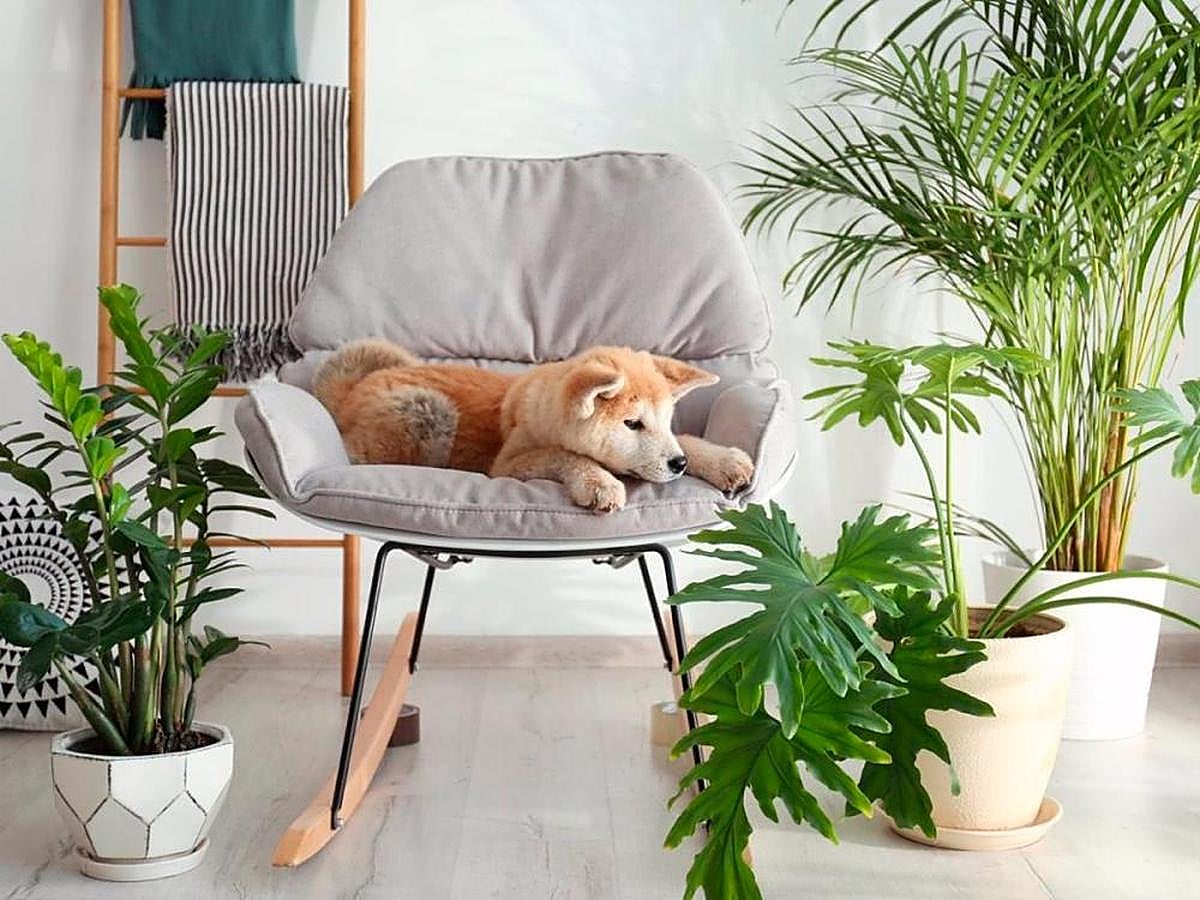 Un perro junto a varias plantas