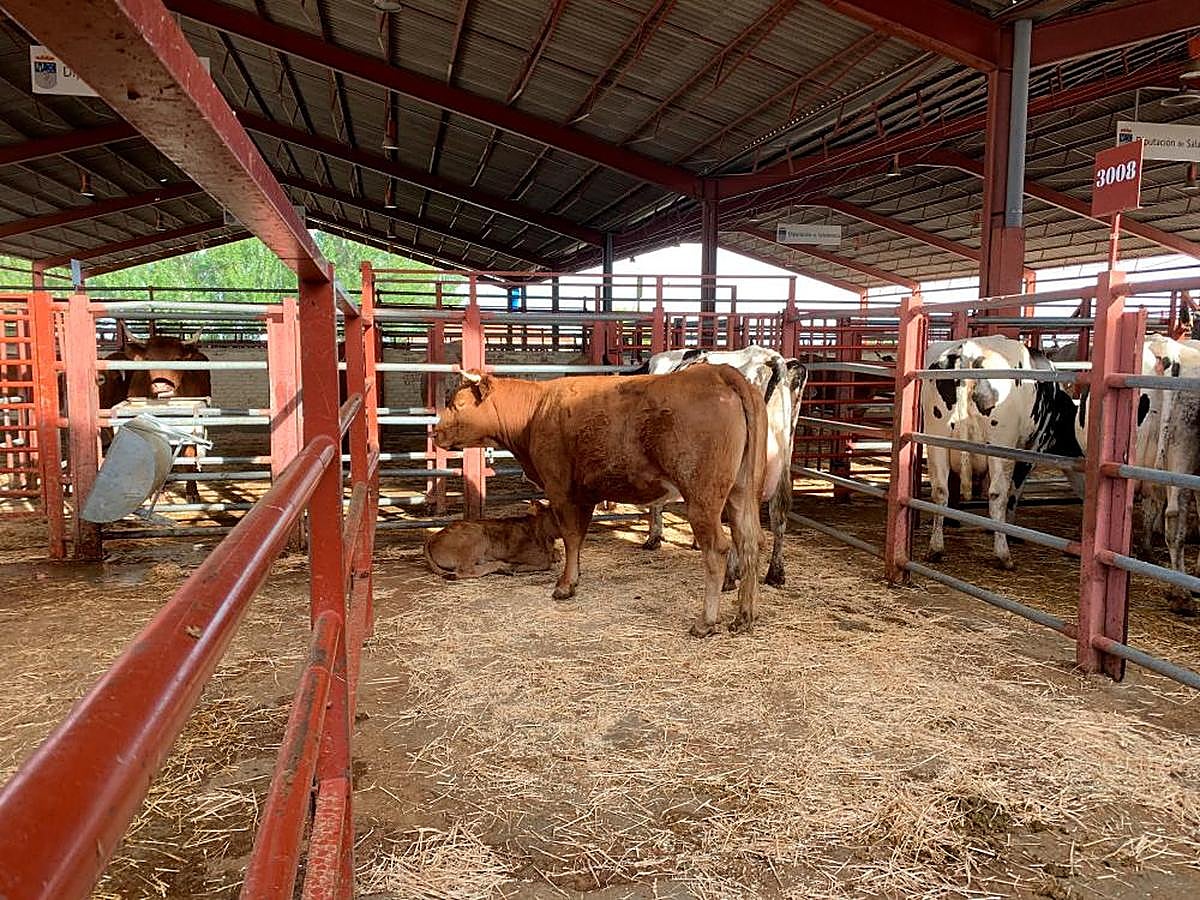 Un ternero en el mercado de Salamanca.