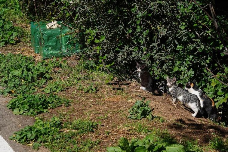 Tres de los gatos que forman parte de la colonia asentada en las riberas del Tormes. I MANUEL LAYA