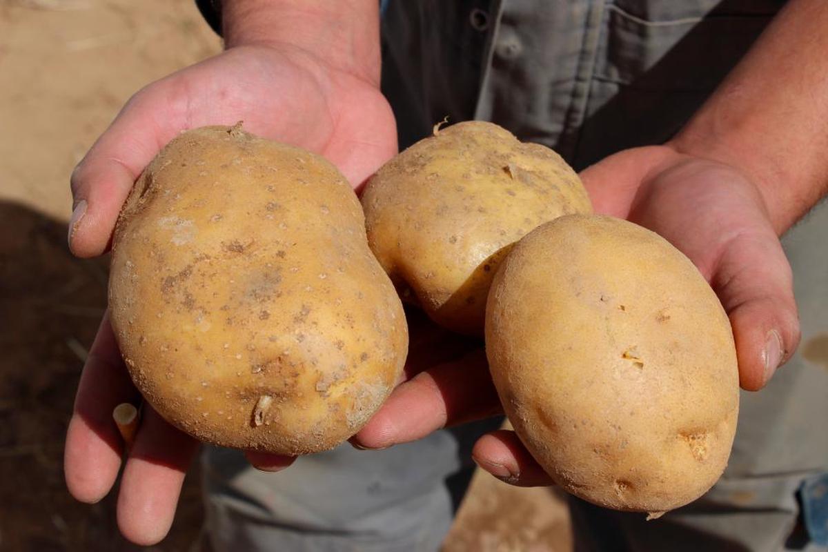 Un agricultor con varias patatas