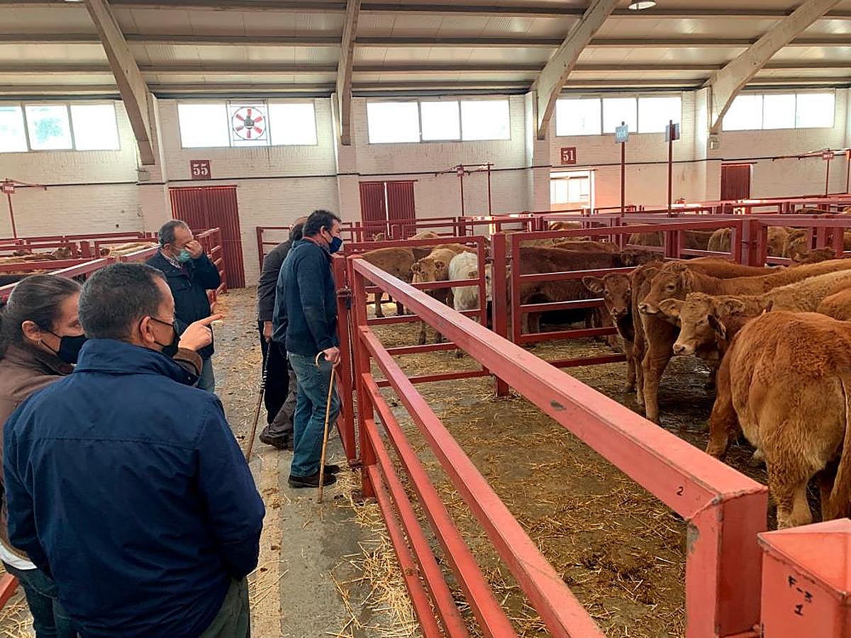 Tratantes observan unos corrales de terneros.