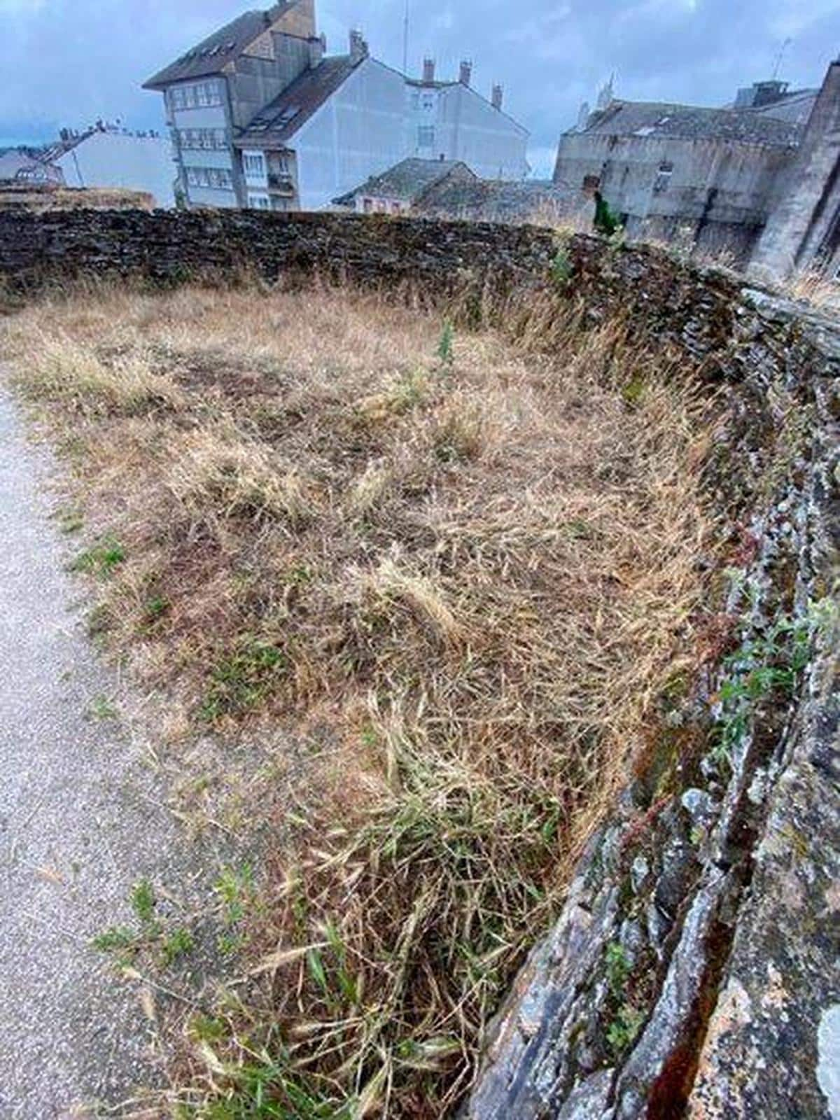 Maleza en el adarve de la Muralla de Lugo.