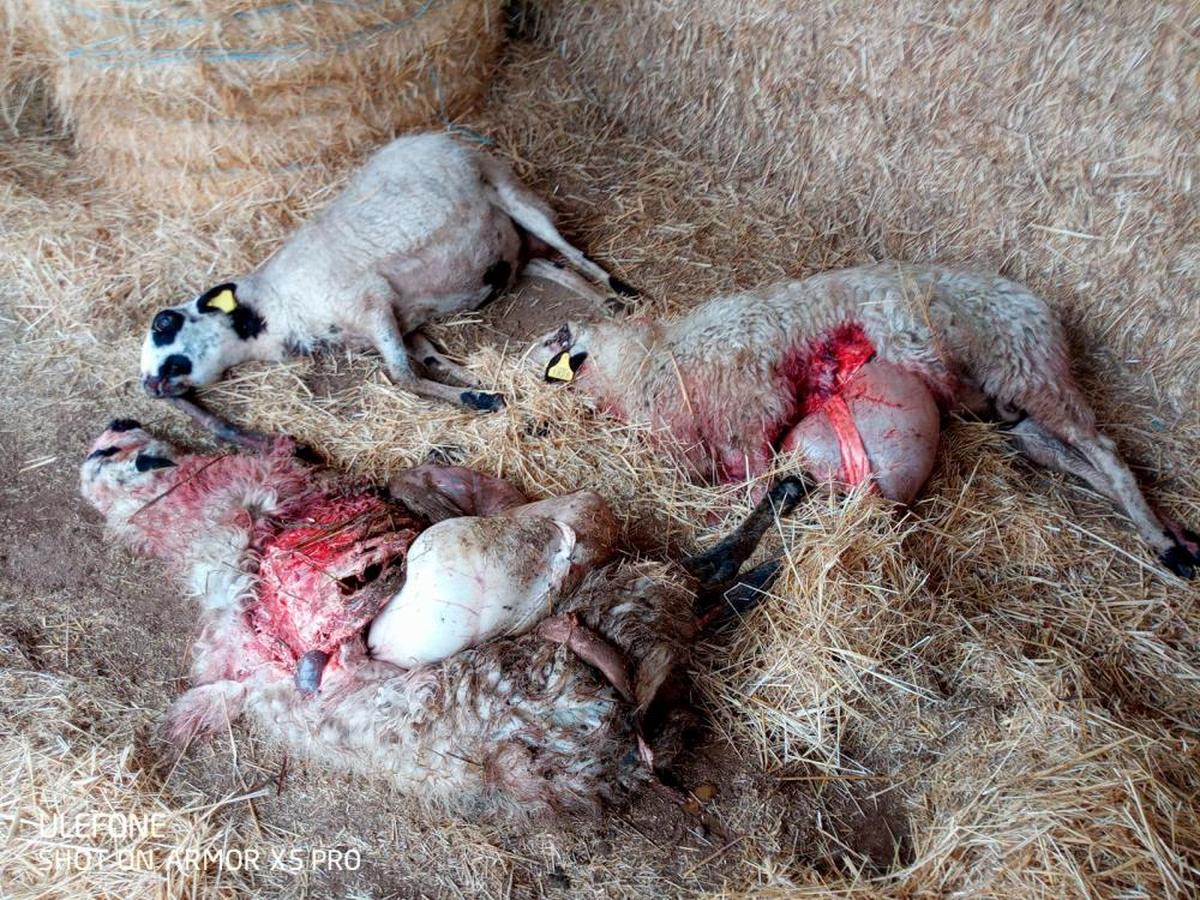 Las últimas tres ovejas muertas, el pasado domingo.