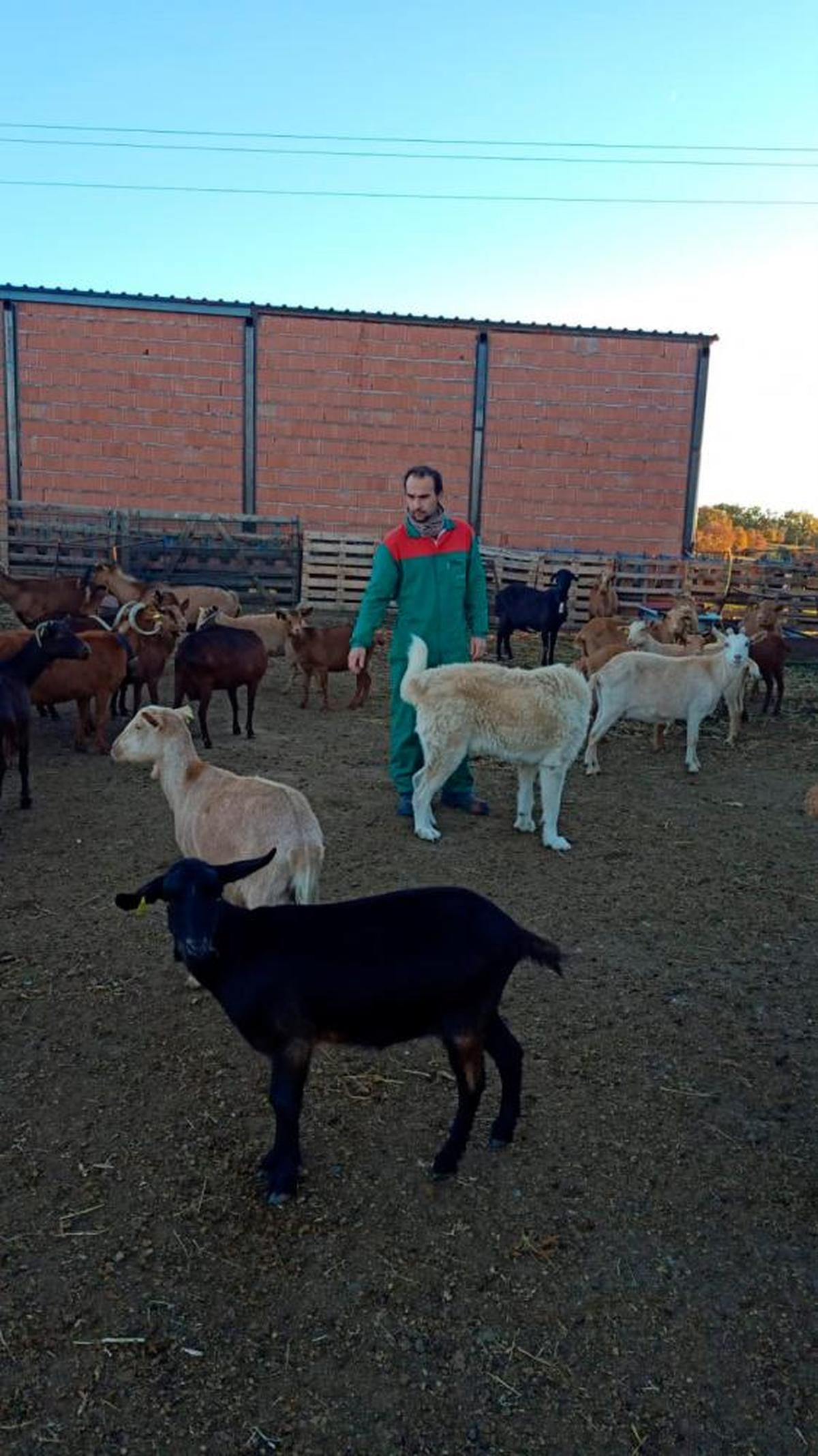 Juan María de Arriba, con sus cabras en Monleón.