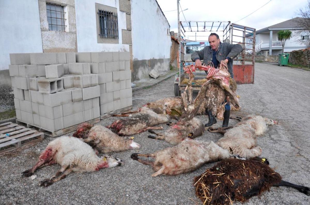 Ovejas muertas por un ataque de lobo producido en el pasado