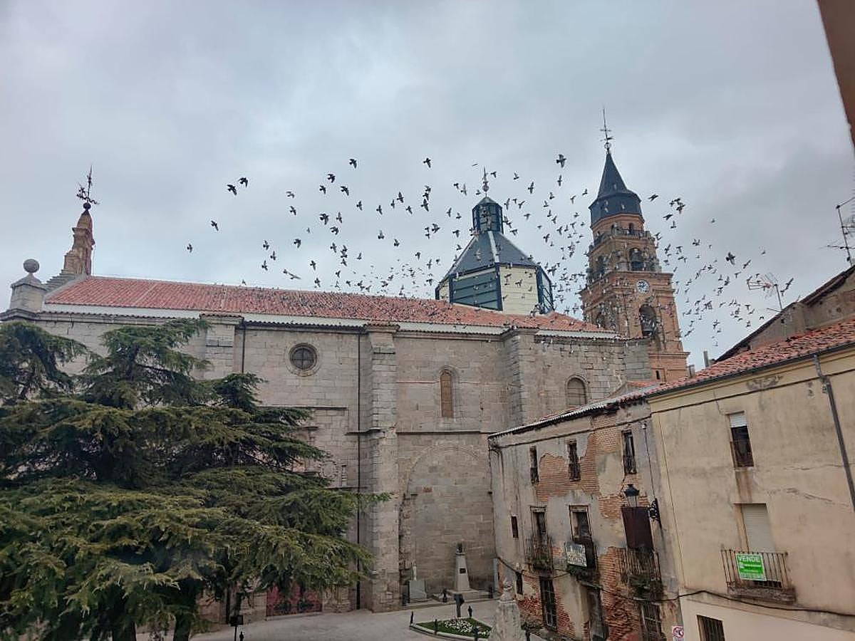 Cientos de palomas en el tejado y sobrevolando la iglesia parroquial de San Miguel Arcángel.