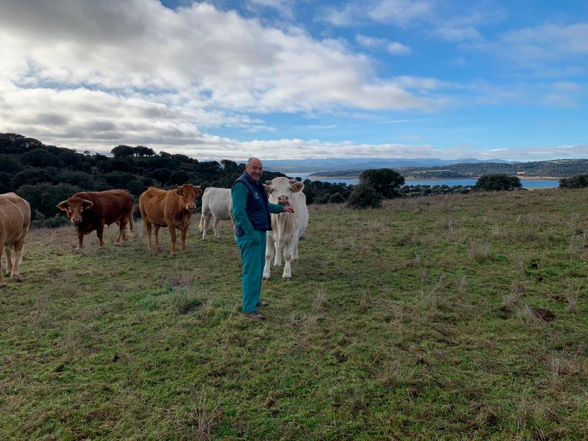 Javier Arévalo, ayer con sus vacas en su explotación de Pelayos.