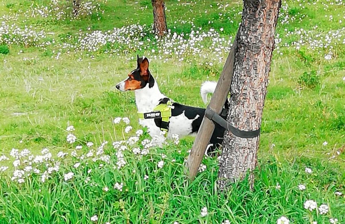 Un perro disfruta en el campo