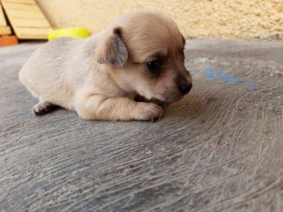 Los cachorros necesitan una especial atención cuando llegan a casa.