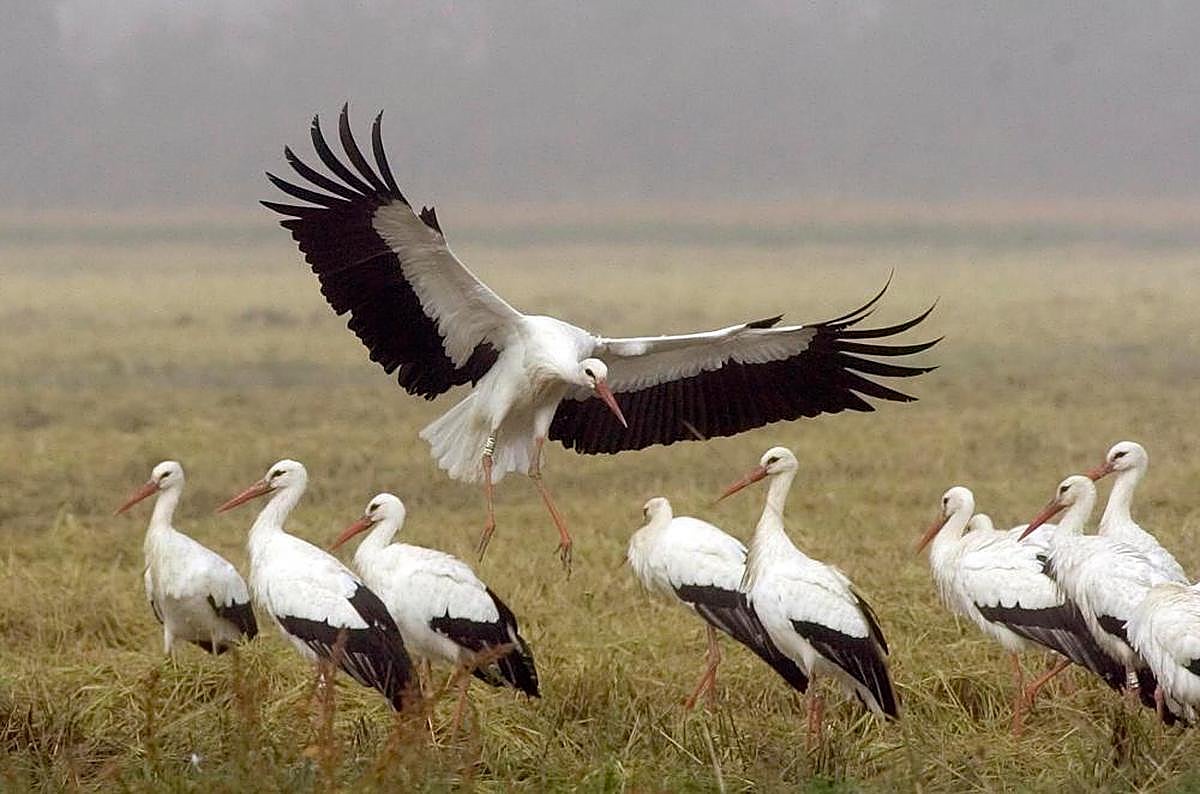 Un grupo de cigüeñas en un parque natural de Cataluña