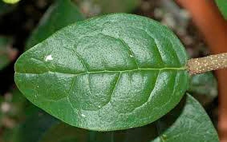 Hoja de boldo.