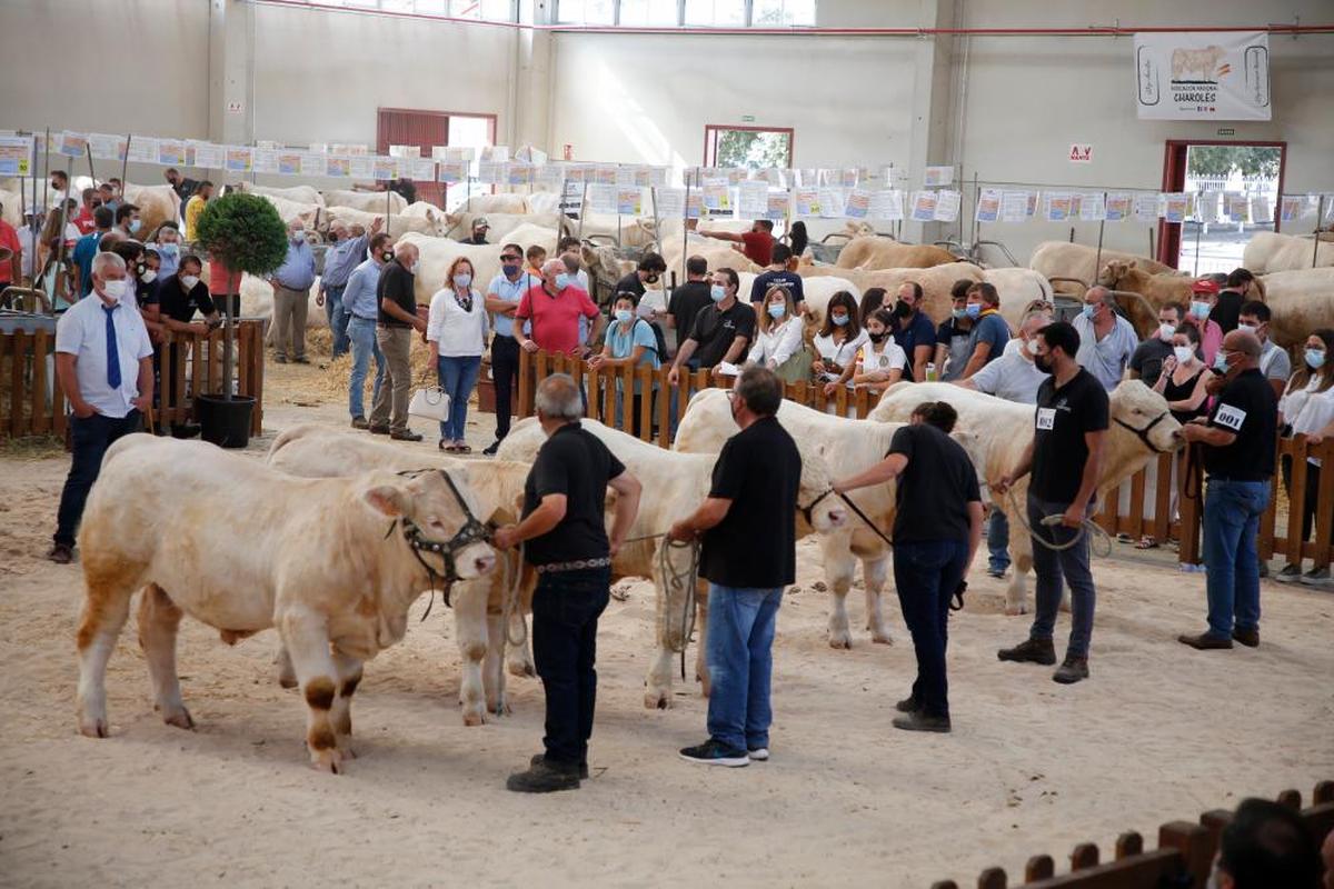 Un momento del concurso nacional de machos charolés