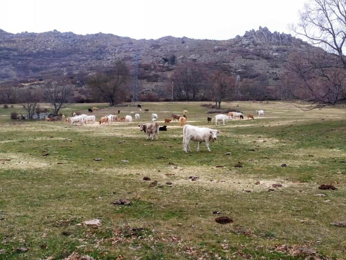 Pastos en Vallejera, con paja para el ganado