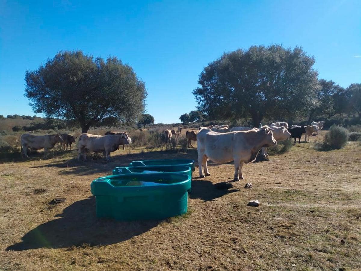 Depósitos portátiles para dar de beber a las vacas en una dehesa de Bañobárez.