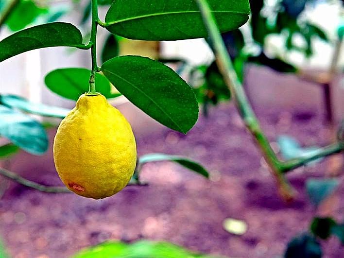 Un limón colgado de un limonero.