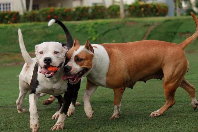 Adiós a los ‘perros potencialmente peligrosos’: así los califica la nueva ley de bienestar animal