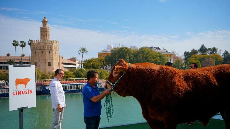 “Limonero”, frente a la Torre del Oro.