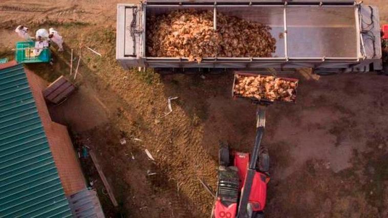 La gripe aviar no da tregua en las granjas españolas: 154.000 gallinas y pavos sacrificados